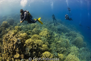 Diving an endless reef by Erich Reboucas 